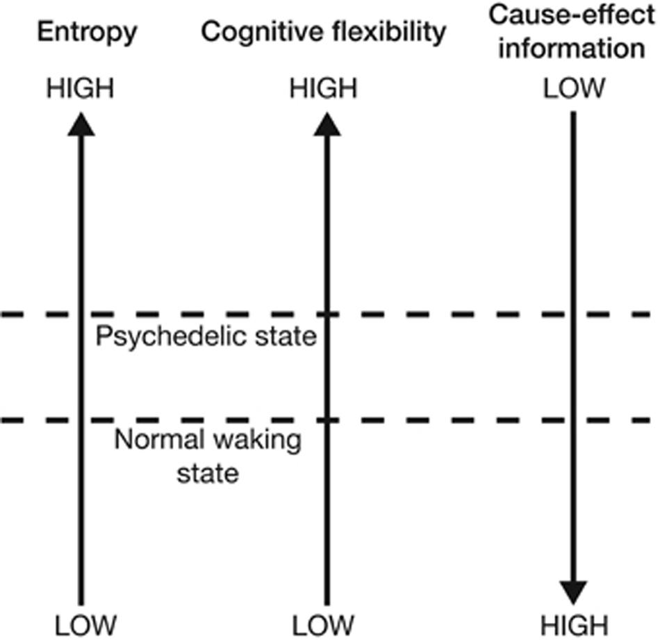 Figure 4: “Increasing neural entropy elevates cognitive flexibility at the expense of a decrease in the cause-effect information specified by individual mechanisms” (Gallimore, 2015, 10).