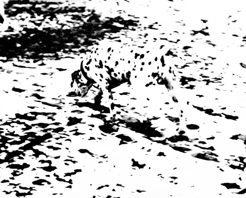 Figure 1: First appeared in a 1965 LIFE Magazine feature “Sight for Sharp Eyes” (James, 1965) before being used by Gregory (1970).